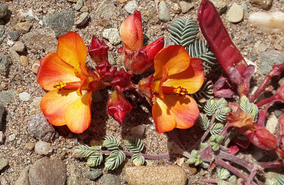 星空官方網頁版